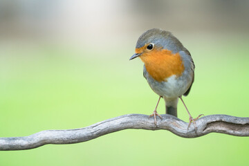 robin on a twig