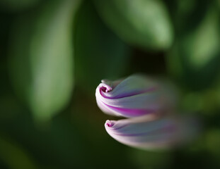 Cllosed Petunia flower