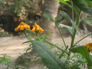 The beautiful and bright Marigolds flower .Yellow marigold bloom.