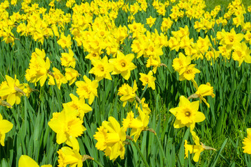 yellow daffodils in the garden