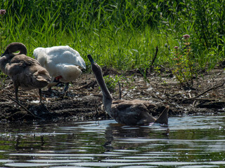 Swans bathing