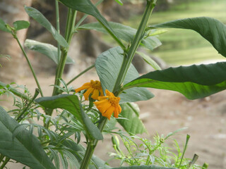 The beautiful and bright Marigolds flower .Yellow marigold bloom.