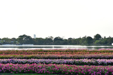 Colorful flowers in nature.flowers in the garden.Flower Blooming in the Suan Luang Rama IX Park. 