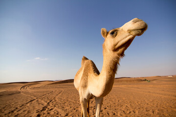 Kamel in der Sand Wüste