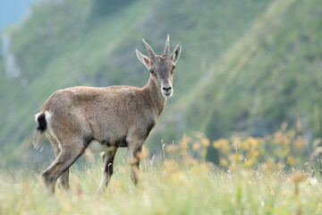 Naklejka na ściany i meble ibex in the mountain