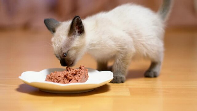 little thai cat kitten eating kitten food. siamese kitten is hungry