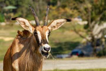 Roana antilope