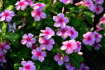 Colorful flowers in nature.flowers in the garden.Flower Blooming in the Suan Luang Rama IX Park. 