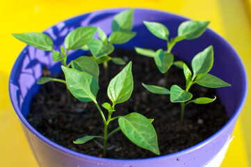 Jamaican Red Hot Pepper potted plant