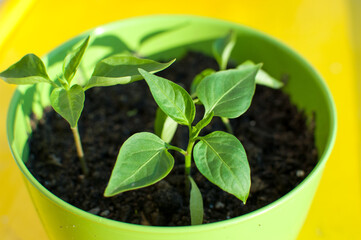Hot Pepper Jalapeno potted plant