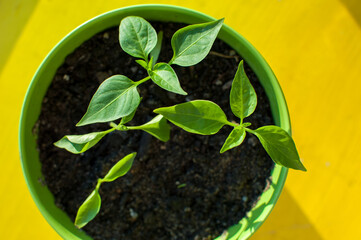 Hot Pepper Jalapeno potted plant