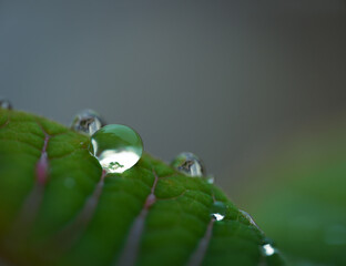 a rain drop on a leaf