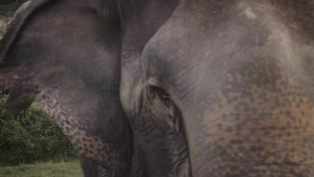 thai elephant free unchained  