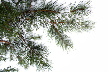 Fresh fallen snow hugs the branches of a Colorado blue Spruce in the garden, copy space