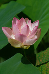 Indische Lotosblume