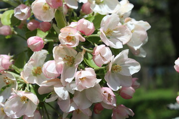 small beauty of nature