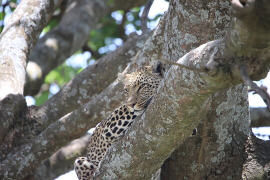 leopard in tree