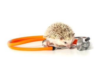 Pet Hedgehog  runing on the white table with an orange stethoscope © rozaivn