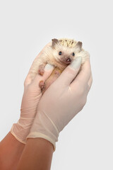 Hedgehog lies on the palms of the veterinarian in veterinary clinic. Pet care concept.