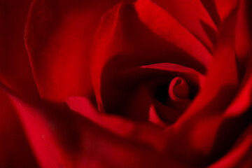 a rose in macro shot