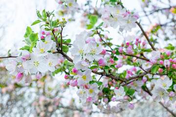 Abundant flowering apple trees, flowers and buds of apple trees on a light background
