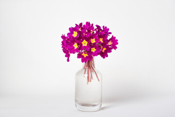 Fresh natural bouquet Primula spring flowers in glass vase on white background.