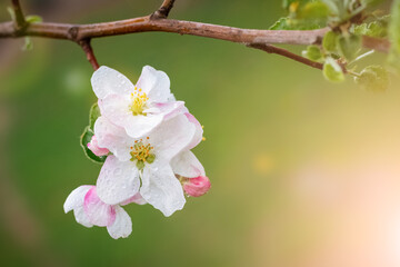 Apple blossoms close up on a green blurred background