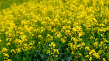 Fototapeta premium Spring background with yellow rapeseed flowers, rapeseed blossoms
