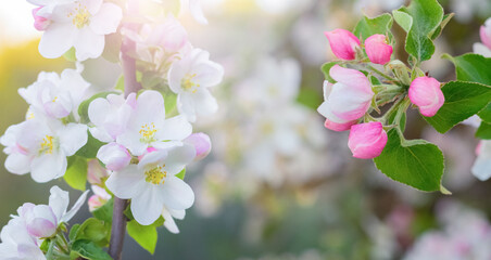 Spring background with flowers and buds of apple trees in bright sunlight