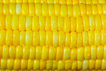 Ear of corn - food background