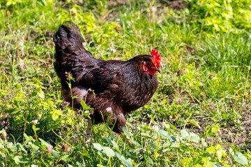 Black chicken in the garden among the green grass