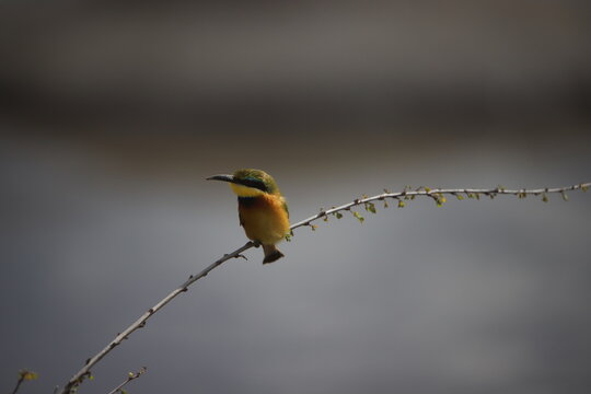 spotted woodpecker