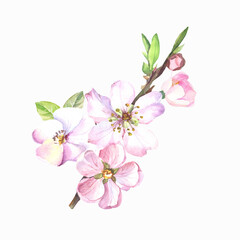 pink cherry blossom.watercolor flowers