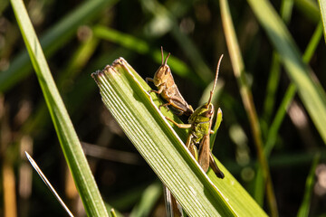 Grasshoppers on a straw