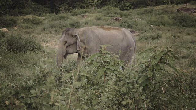 thai elephant free unchained  