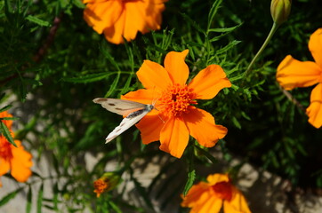 Close-up of a blooming marygold in the garden