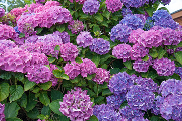 purple hydrangea flowers