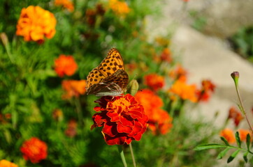 Close-up of a blooming marygold in the garden