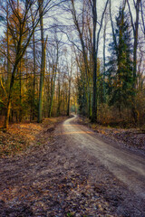 Waldweg am späten Nachmittag
