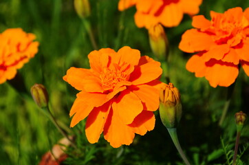 Close-up of a blooming marygold in the garden