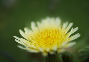 taraxacum flower