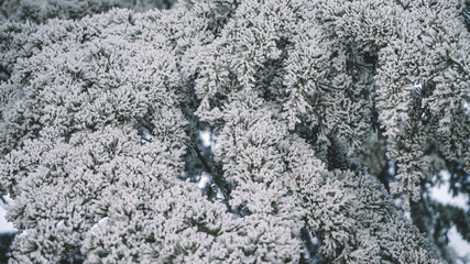 Frozen Trees and white snow