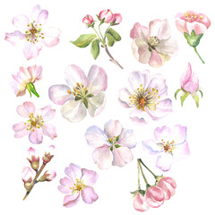 set of spring flowers.watercolor