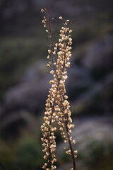 Twig with flowers on the background. twig bright glowing andbeautiful nature background. twig and flower close-up.
