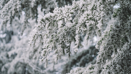 Frozen Trees and white snow