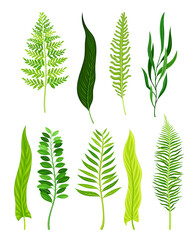 Green Fern as Vascular Plant with Stem and Complex Leaves Vector Set