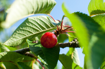 Sweet cherries on a branch