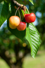 Sweet cherries on a branch