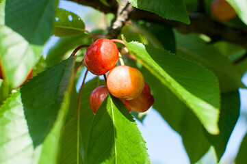 Sweet cherries on a branch