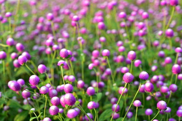 Colorful flowers in nature.flowers in the garden.Flower Blooming in the Suan Luang Rama IX Park.